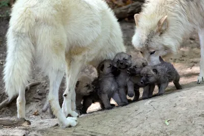 Волчица с волчатами - красивые фото