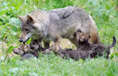 Незабываемые фотографии волчиц со своими волчатами | Собачий вестник | Дзен