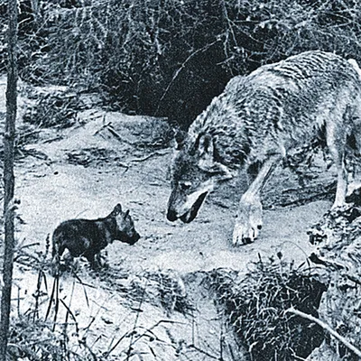 Старшеклассники взяли под опеку стаю волков, за которой наблюдали 18 лет. А  потом власть убила восьмерых волчат