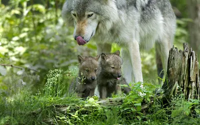 Картина по номерам \"Волчица с волчатами\"