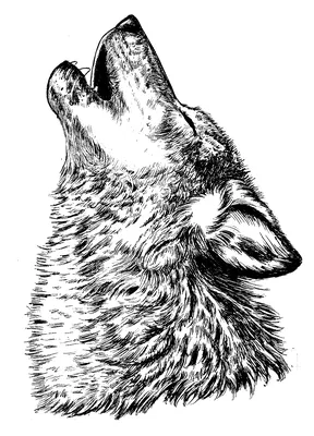 Волк черно белый рисунок (40 фото)