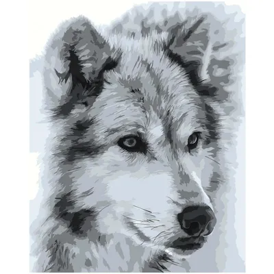 Волк черно-белый 80х100 Раскраска картина по номерам на холсте  Z-MV170-80x100 купить в Ростове-на-Дону