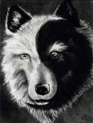 Схема вышивки «черно-белый волк» (№449316) - Вышивка крестом