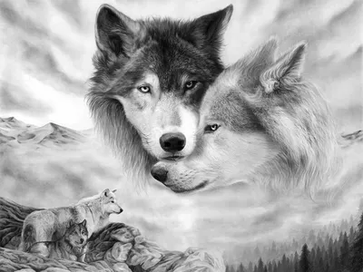 Портрет волка Черно-белая иллюстрация дикого волка Линейное искусство  Хищнические животные Татуировка Иллюстрация вектора - иллюстрации  насчитывающей нарисовано, художничества: 157748938