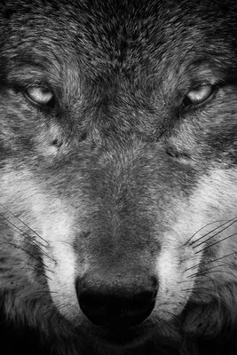 Голова волка с черно-белым узором. | Премиум Фото