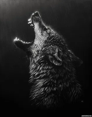 Чёрно-белая картинка с поднявшим голову волком с открытой клыкастой пастью  — Фотографии на аву | Граттаж, Дизайн татуировки волка, Картины животных
