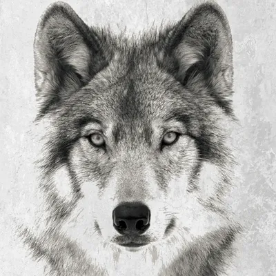 Злой Волк. Черно-белый Рисунок Тушью Фотография, картинки, изображения и  сток-фотография без роялти. Image 93839394