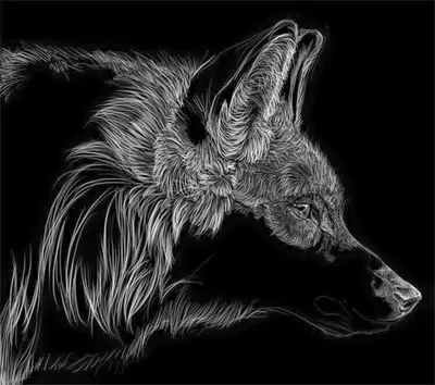 Иллюстрация волк черно-белая иллюстрация | Illustrators.ru
