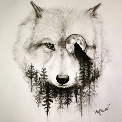 Картинки волки, креатив, черно белый фон - обои 1680x1050, картинка №119722