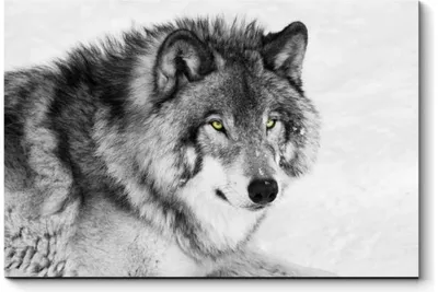 Грязный чёрно-белый волк Векторное изображение ©glite 136290500