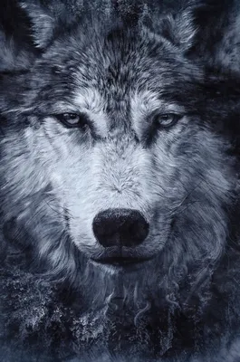 Стилизованное изображение волка черно-белое. | Премиум векторы