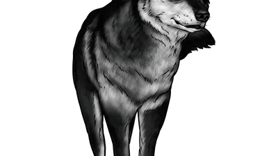 Наклейка на стену для декора \"Черно-белый красивый волк голова животного  вектор\" купить по выгодной цене в интернет-магазине OZON (731068081)