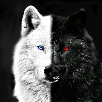 Купить Черно-белый волк, холст, художественные постеры и принты,  голубоглазая голова волка, живопись животных, скандинавская тема | Joom