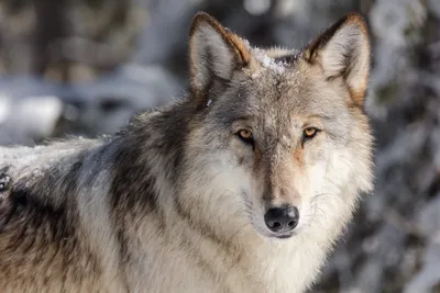 Не так страшен волк… 6 мифов о волках | Пикабу