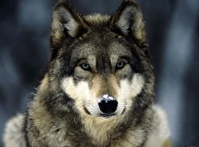 Слушать музыку и не убегать» – правила поведения при встрече с псковским  волком