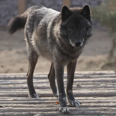 Пятьдесят оттенков серого волка: как вирус и половой отбор изменили окрас  хищника