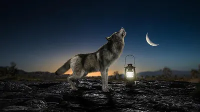 фото волка с поднятой головой, картинки волков скачать, волк, животное фон  картинки и Фото для бесплатной загрузки