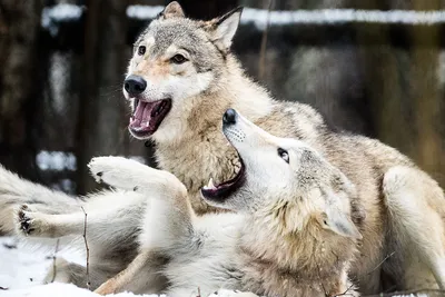 Полярный волк — Википедия