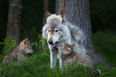 Впервые в мире был клонирован арктический волк
