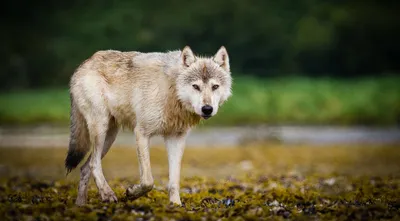 Как меняется жизнь волка весной: несколько интересных фактов о «санитаре  леса» | Пикабу