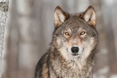 Тундровый волк — Википедия