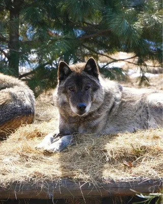 Полярный волк (Canis lupus tundrarum) — Зоопарк «Лимпопо» г. Нижний  Новгород – Нижегородский зоопарк
