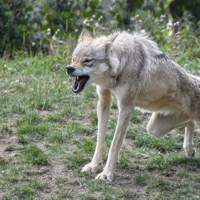 Ужасный волк | Доисторический мир вики | Fandom