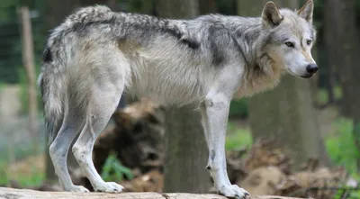 Моющиеся виниловые фотообои Волк и волчица, 211х150 см - купить по выгодной  цене в интернет-магазине OZON (272796898)