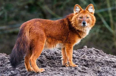 Волк и его проблема в Республике Саха (Якутия) - Русский охотничий портал