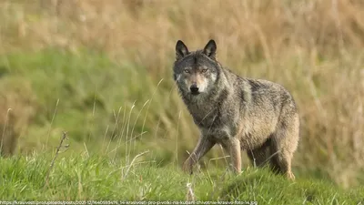 Швейцарский волк преодолел рекордные 1927 километров и погиб в Венгрии.  Здесь его застрелил охотник