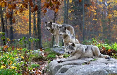 Красный волк • Красная книга Амурской области