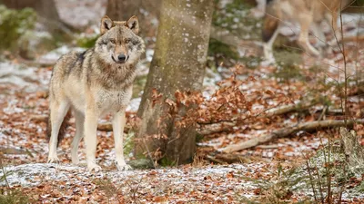 Картинки волка на аву - 82 фото