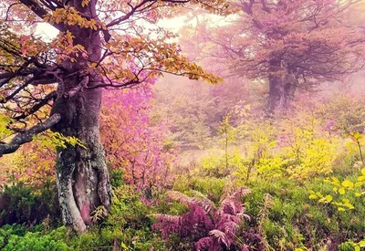 Волшебный лес — Фото №1424547