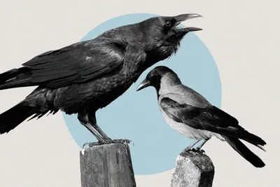Ворон и ворона: сходства и отличия самых умных птиц - Жизнь - info.sibnet.ru