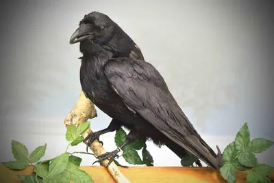 Ворон (Corvus corax). Подробное описание экспоната, аудиогид, интересные  факты. Официальный сайт Artefact
