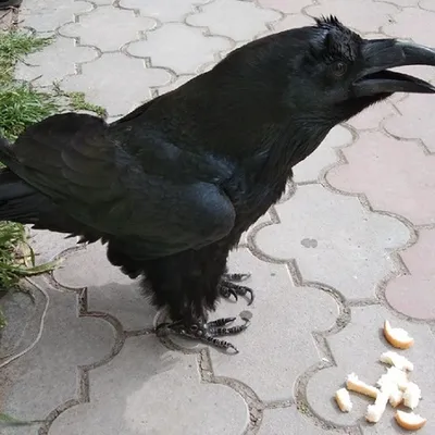 Серая ворона — Википедия