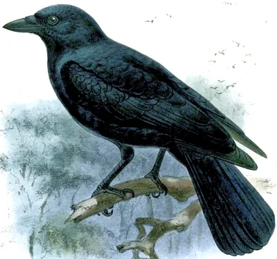 Новокаледонский ворон — Википедия
