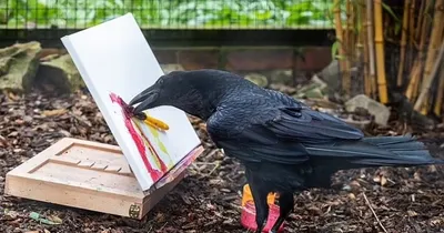 Черный ворон: 3 любопытных особенности в поведении хищной птицы | Заметки о  животных | Дзен