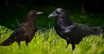 Ворон и ворона: как отличить этих птиц - подробное описание