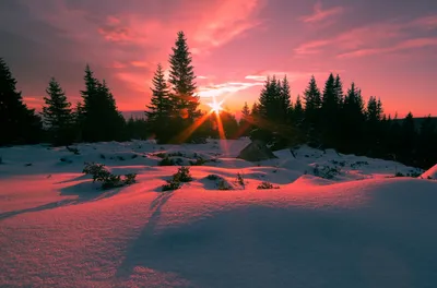Вид На Восход Солнца В Зимнем Снежном Лесу Из Лапландии Финляндия —  стоковые фотографии и другие картинки Зима - iStock