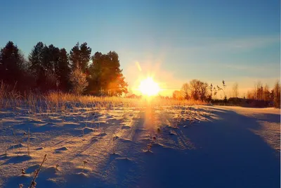 Восход солнца зимы. Лес в солнечном свете в морозном утром туман. Красивая  сцена сосен и солнечных лучей через их багажа Стоковое Фото - изображение  насчитывающей холодно, тавром: 209002828