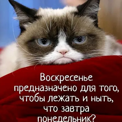 Воскресенье картинки прикольные для поднятия настроения фотографии