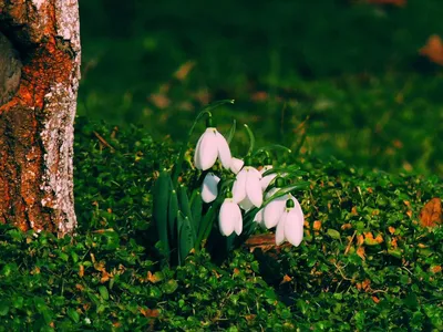 Птичка. Вот и весна не за горами. ....Птичка зеленушка :: Ivan Vodonos –  Социальная сеть ФотоКто