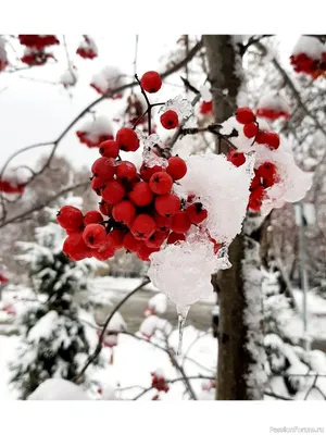 Вот и пришла зима в Ливны! Давайте кидайте снежные фото нашего города! |  ПОДСЛУШАНО ЛИВНЫ | 18+ Official public© | ВКонтакте