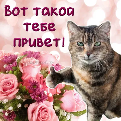 Красивая открытка привет с котенком