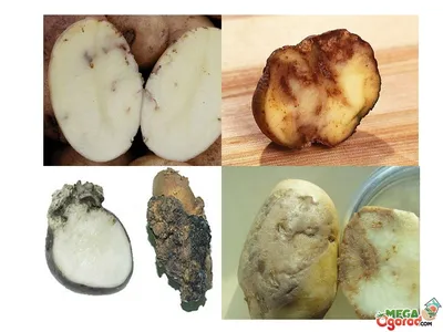Вредители и болезни картофеля в картинках