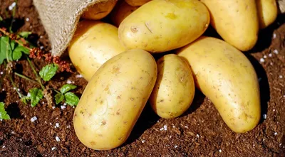 Удобрение для картофеля при посадке: правила и сроки подкормок | ivd.ru