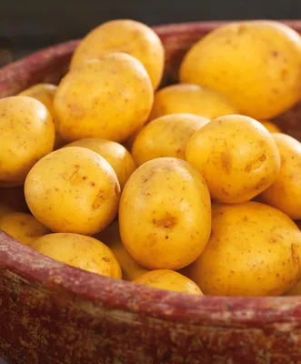 Какие сорта картофеля буду сажать на следующий сезон: они не болеют |  Садовый букварь | Дзен