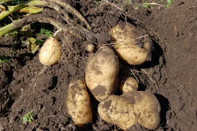 Технология возделывания картофеля