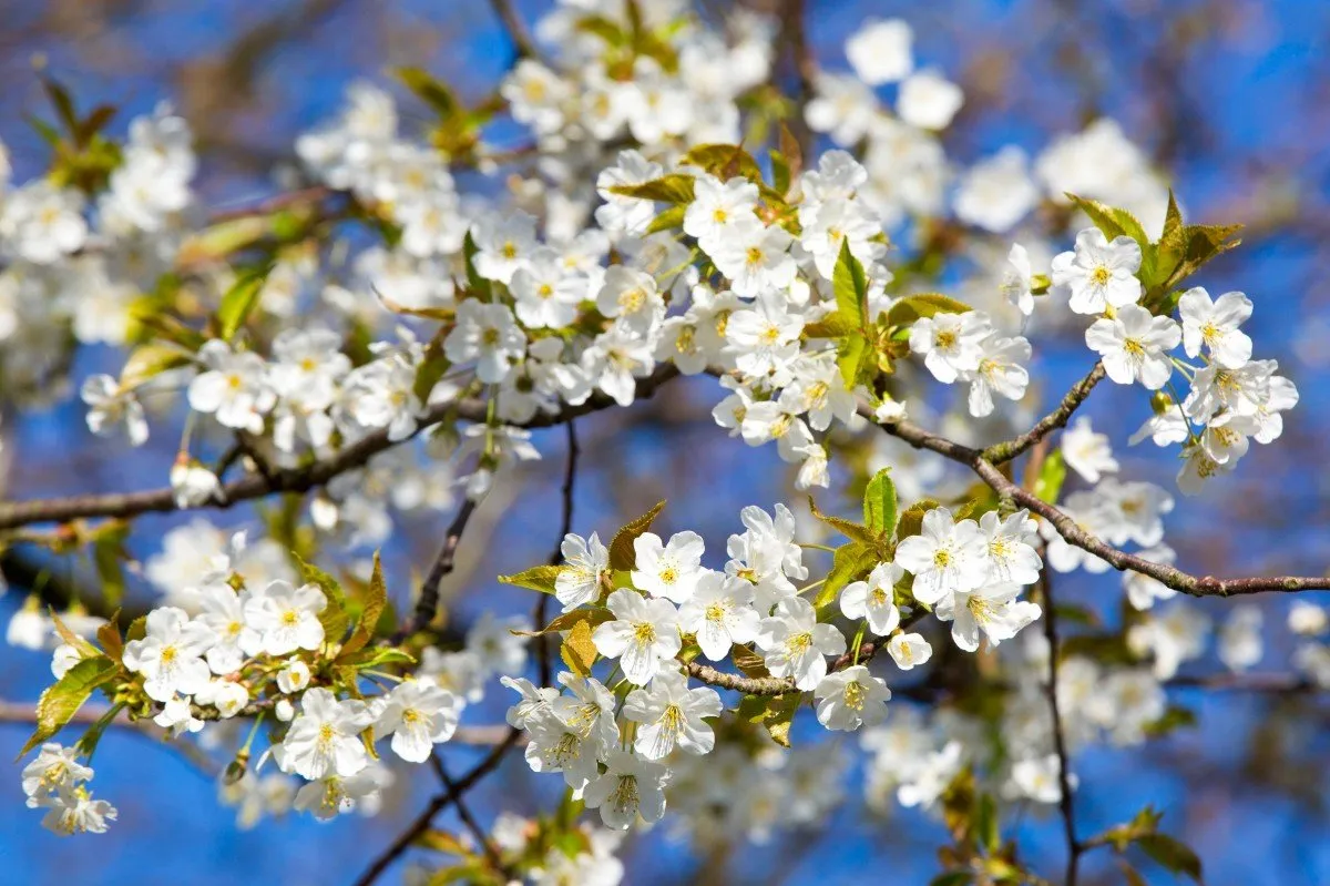 Какая красота весной. Весенняя природа. Цветущие деревья. Весеннее цветение деревьев. Природа весной.
